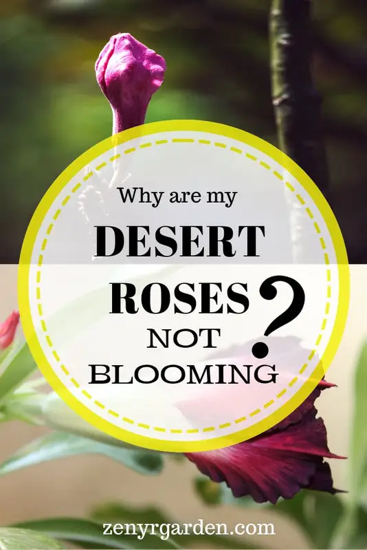 Desert Roses Not Blooming Easy Solutions